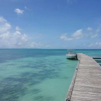 bvi1